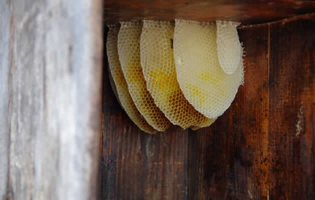 ミツバチの巣[北海道ミツバチ駆除サービス]